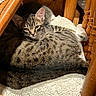 cat, tabby_cat, pet, animal, feline, indoor, wooden_chair, cushion, lace, resting, sunlight, relaxed, cozy, fur, whiskers, ears, home, floor, domestic_cat, sleepy