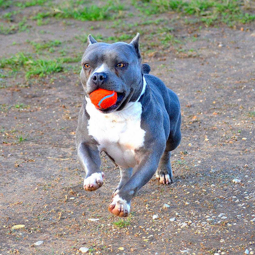 Tonka