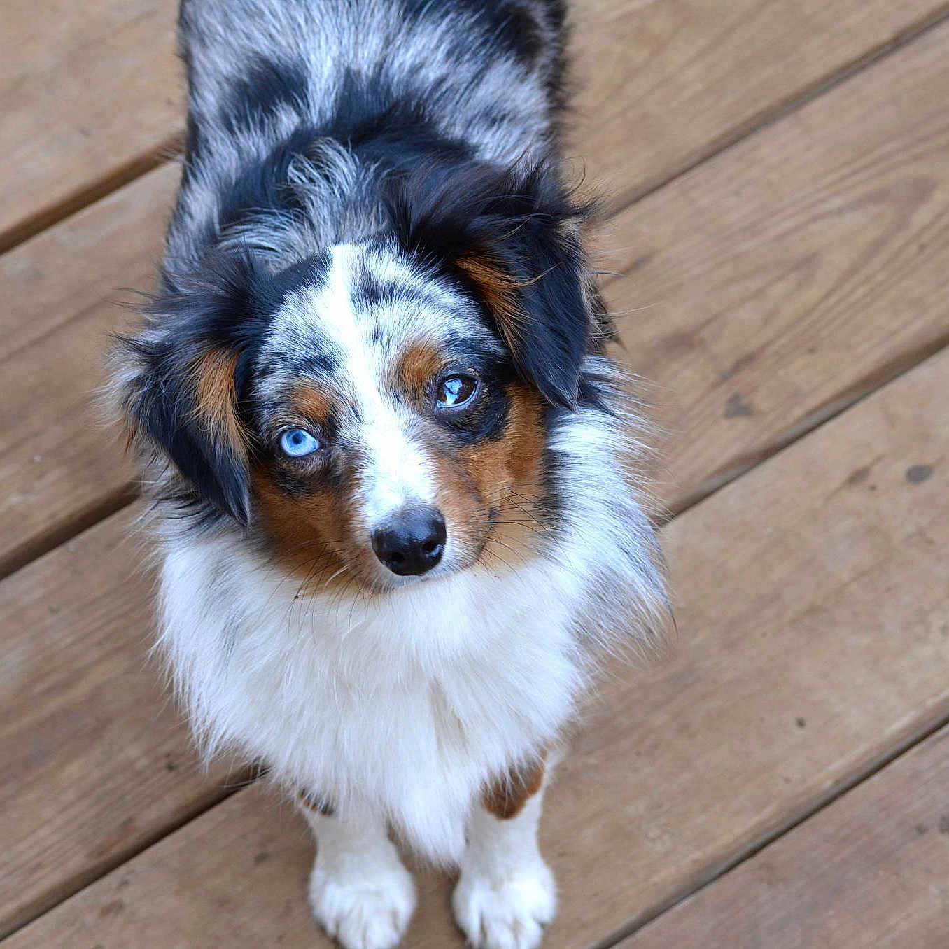 Archie
