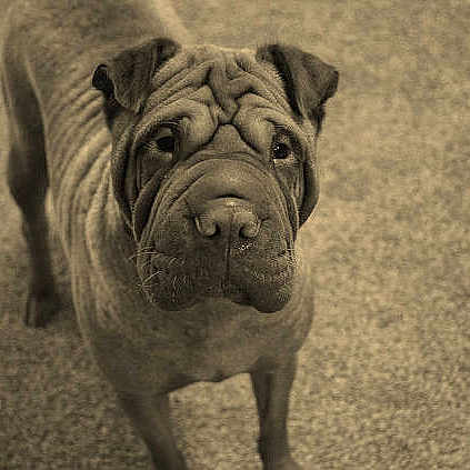 Wrinkles