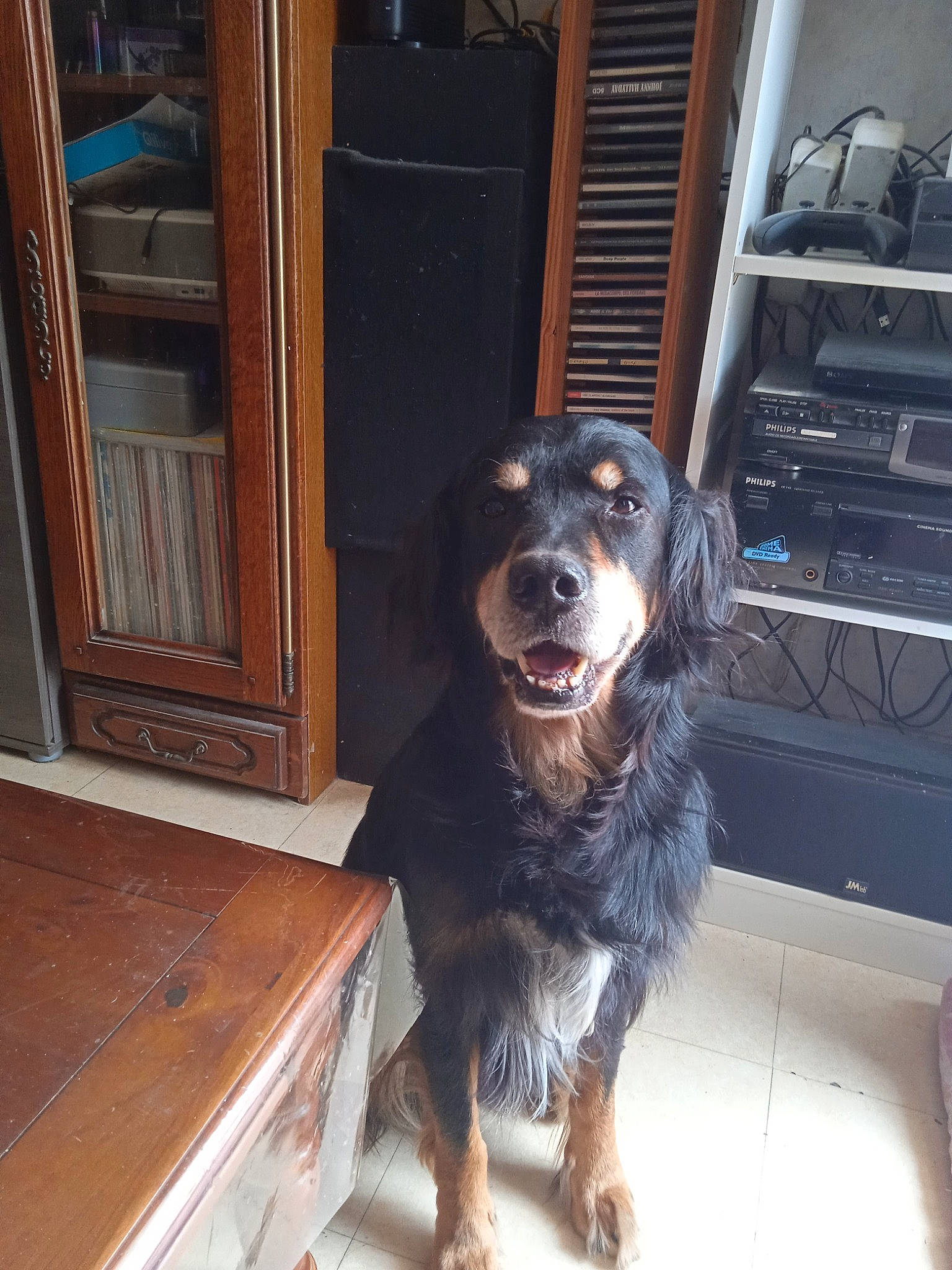 Eiko participe au concours pour gagner de l'argent avec cette photo : australian_cattle_dog, cabinetry, canidae, carnivore, companion_dog, computer_keyboard, dog, dog_breed, flooring, fur, hardwood, plank, snout, spaniel, varnish, whiskers, wood, wood_stain, working_animal, working_dog