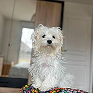 Vick participe au concours pour gagner de l'argent avec cette photo : animal, architecture, bed, bedroom, canine, couch, cushion, dog, dogbed, furniture, homedecor, indoors, interiordesign, pet, poodle, puppy, room, terrier, white, whitedog