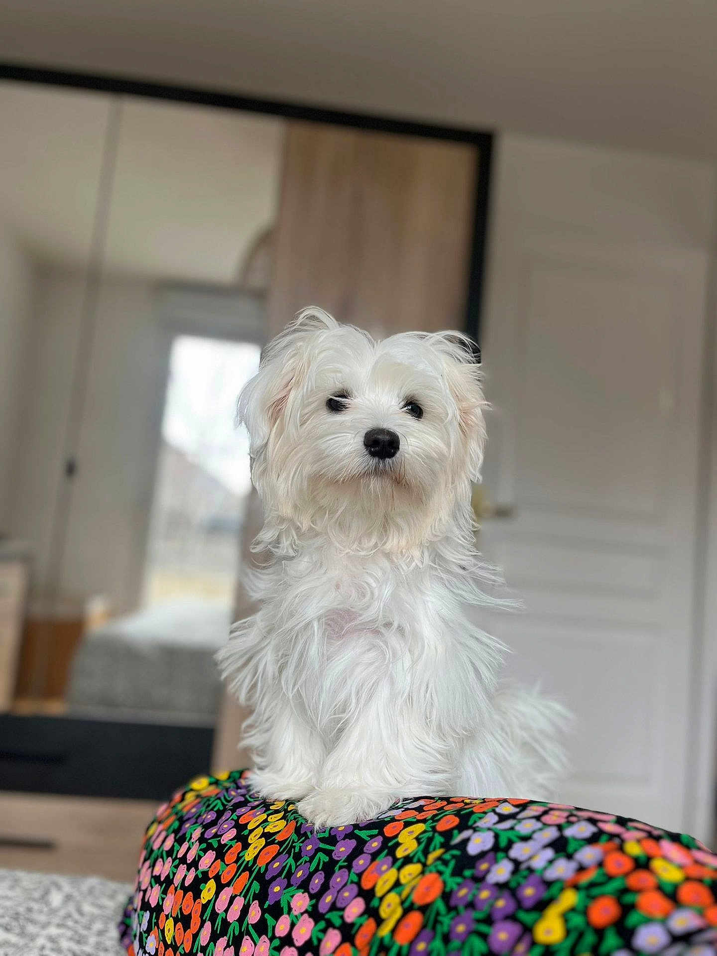 Vick participe au concours pour gagner de l'argent avec cette photo : animal, architecture, bed, bedroom, canine, couch, cushion, dog, dogbed, furniture, homedecor, indoors, interiordesign, pet, poodle, puppy, room, terrier, white, whitedog