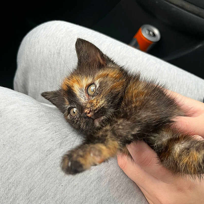 Joy a rejoint le concours — aidez-le/la à gagner de superbes lots ! abyssinian, animal, blanket, brasssection, can, cat, couch, cushion, doctor, furniture, homedecor, horn, kitten, manx, musicalinstrument, person, pet, photography, siamese, tin