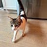 Zena is registered to the contest to win money with this photo: animal, appliance, cabinet, cat, curious, cute, domestic_cat, feline, flooring, household, indoor, kitchen, mammal, pet, tabby_cat, tail_up, walking, white_cat, wooden_floor, young_cat