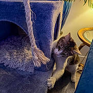 Zena joined the competition — help win amazing prizes! animal, blue, carpet, cat, cat_tree, claw, cozy, curious, fur, furniture, home_decor, indoor, paw, pet, plant, playful, rope, scratching, table, vase