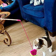Zena joined the competition — help win amazing prizes! cat, dog, toy, blue_couch, pet_bed, wooden_floor, living_room, furniture, playful, domestic, pet, curious, relaxed, indoor, cozy, tabby_cat, small_dog, plush, colorful_toy, decor