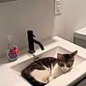 Zena is registered to the contest to win money with this photo: animal, bathroom, cat, clean, countertop, curious, domestic_animal, faucet, feline, home, indoor, modern, pet, relaxed, resting, sink, soap_bottle, tabby_cat, toilet, white
