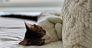 Zena joined the competition — help win amazing prizes! cat, sleeping, bed, blanket, knit, white, cozy, indoor, relaxing, fur, window, soft_light, resting, cute, domestic_animal, pet, whiskers, peaceful, feline, nap