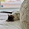 cat, sleeping, bed, blanket, knit, white, cozy, indoor, relaxing, fur, window, soft_light, resting, cute, domestic_animal, pet, whiskers, peaceful, feline, nap