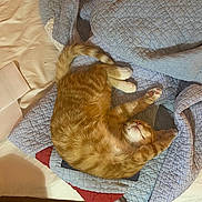Tootie is registered to the contest to win money with this photo: cat, ginger_cat, sleeping, bed, quilt, blanket, indoor, cozy, feline, pet, stretching, fur, paws, relaxed, comfort, domestic_animal, animal, resting, striped, cute