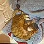 cat, ginger_cat, sleeping, bed, quilt, blanket, indoor, cozy, feline, pet, stretching, fur, paws, relaxed, comfort, domestic_animal, animal, resting, striped, cute