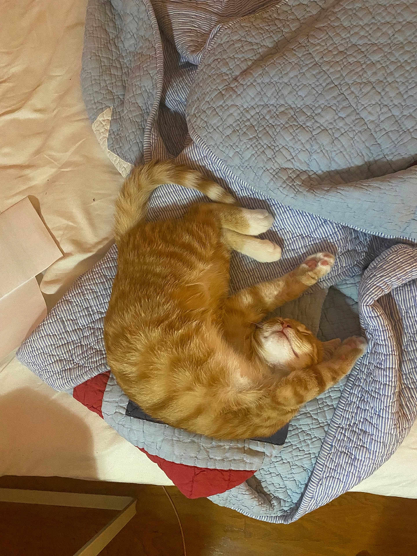 Tootie is registered to the contest to win money with this photo: cat, ginger_cat, sleeping, bed, quilt, blanket, indoor, cozy, feline, pet, stretching, fur, paws, relaxed, comfort, domestic_animal, animal, resting, striped, cute