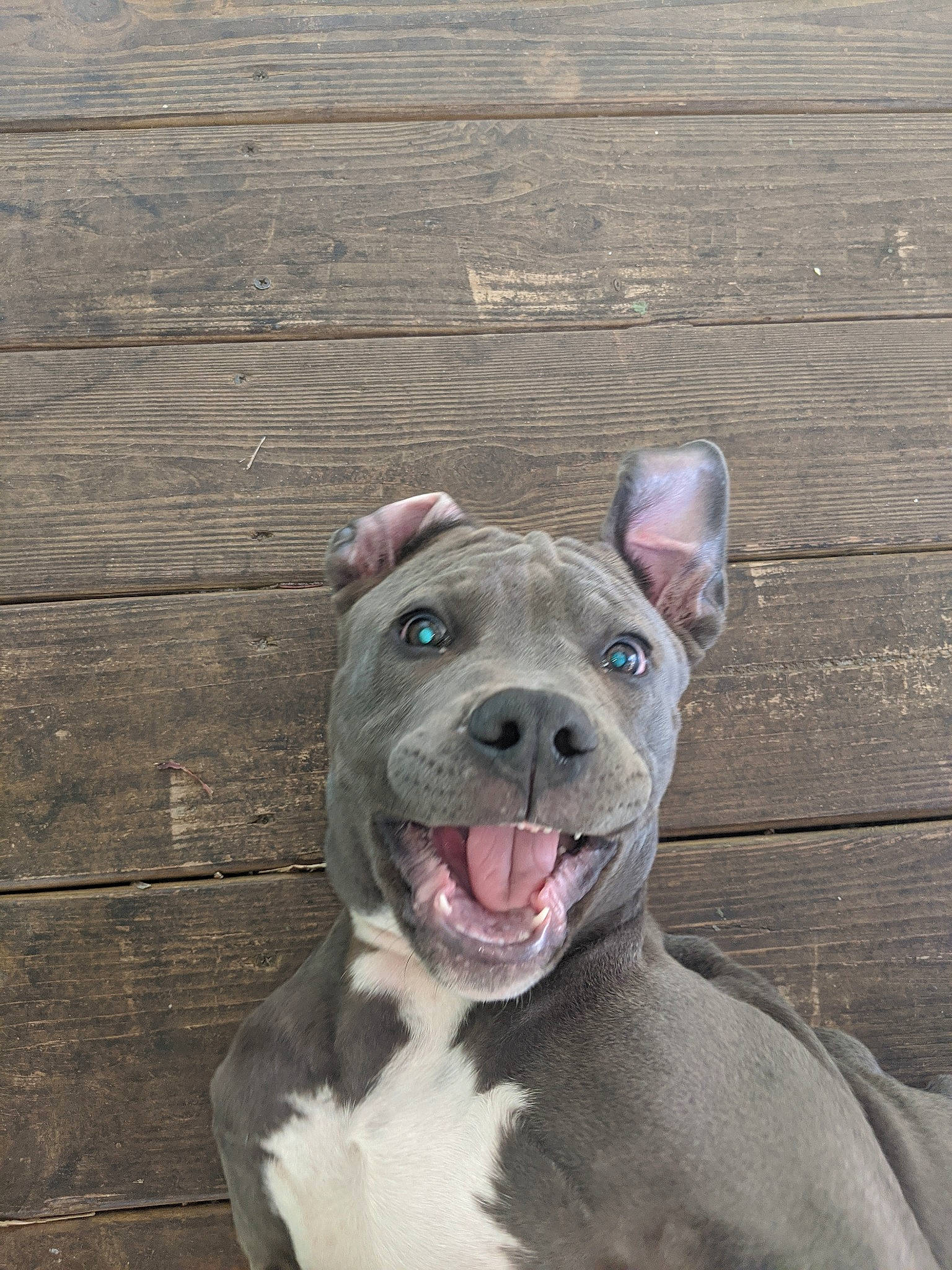 Juice joined the competition — help win amazing prizes! bulldog, canidae, carnivore, collar, companion_dog, dog, dog_breed, dog_collar, eye, fawn, liver, molosser, snout, sporting_group, terrestrial_animal, whiskers, wood, working_animal, working_dog, wrinkle