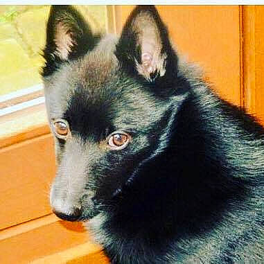 Sirius a rejoint le concours — aidez-le/la à gagner de superbes lots ! canidae, carnivore, companion_dog, dog, dog_breed, fur, non_sporting_group, snout, sporting_group, tail, terrestrial_animal, whiskers, working_animal, working_dog