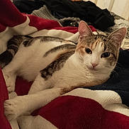 Louna a rejoint le concours — aidez-le/la à gagner de superbes lots ! cat, animal, pet, feline, blanket, red, white, striped, fur, indoor, resting, couch, relaxed, looking, portrait, home, cozy, cute, whiskers, ears