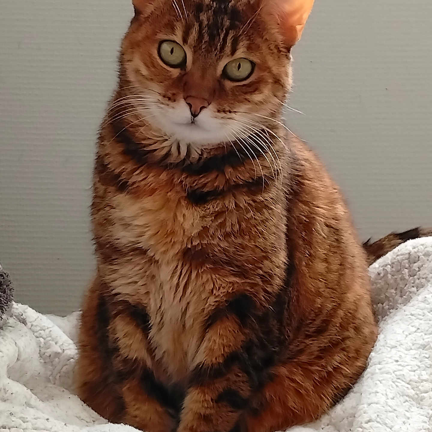Jinxie