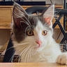 cat, kitten, white, gray, yellow_eyes, whiskers, ears, table, wooden_table, chair, black_chair, furniture, indoor, curious, pet, domestic_animal, close_up, portrait, face, paw