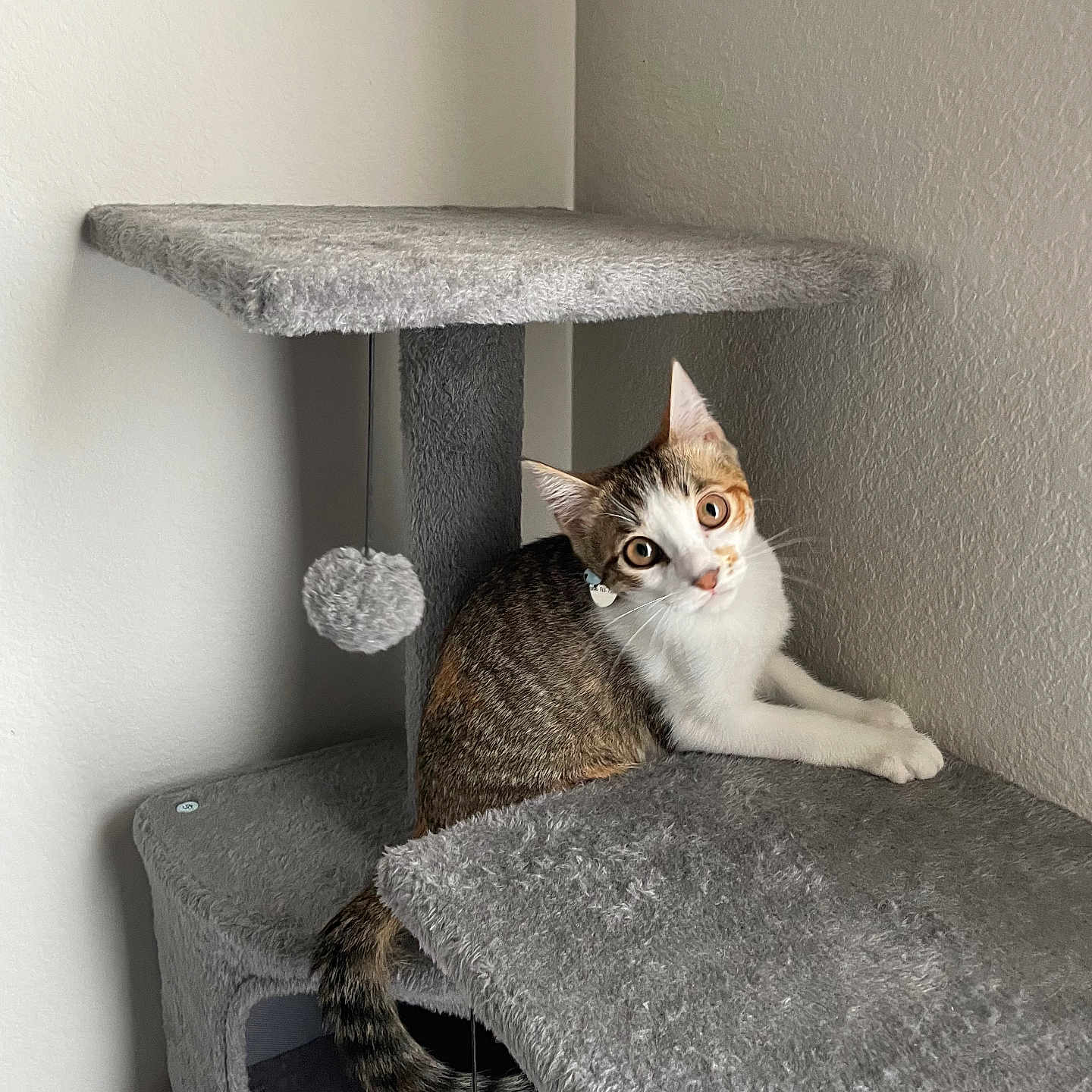 Millie is registered to the contest to win money with this photo: cat, cat_tree, pet, indoor, feline, curious, gray, plush, toy_ball, corner, wall, resting, looking, young_cat, domestic_cat, whiskers, ears, tail, cute, animal