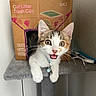 Millie is registered to the contest to win money with this photo: kitten, cat, cardboard_box, cat_litter, cat_tree, playful, curious, pet, indoor, feline, whiskers, collar, toy, fur, ears, paws, home, cute, animal, pet_accessory