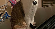 Millie is registered to the contest to win money with this photo: cat, indoor, pet, animal, feline, collar, bell, curious, sitting, black_surface, bicycle, child_bicycle, chair, striped_wall, whiskers, fur, large_eyes, domestic_animal, reflective_surface, household