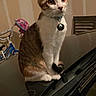 cat, indoor, pet, animal, feline, collar, bell, curious, sitting, black_surface, bicycle, child_bicycle, chair, striped_wall, whiskers, fur, large_eyes, domestic_animal, reflective_surface, household