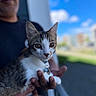 cat, person, hand, outdoor, blue_sky, blurred_background, animal, pet, tabby_cat, white_fur, portrait, close_up, curious_eyes, collar, daylight, fence, human, holding, nature, calm