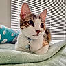 Millie is registered to the contest to win money with this photo: cat, pet, indoor, blanket, collar, fur, whiskers, ears, window_blinds, soft_light, relaxed, cute, feline, domestic_animal, closeup, resting, bedroom, white, brown, green