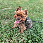 Marley is registered to the contest to win money with this photo: dog, pet, grass, outdoor, animal, canine, cute, small_dog, leash, tongue_out, happy, fur, ears, nature, playful, sitting, friendly, companion, adorable, portrait