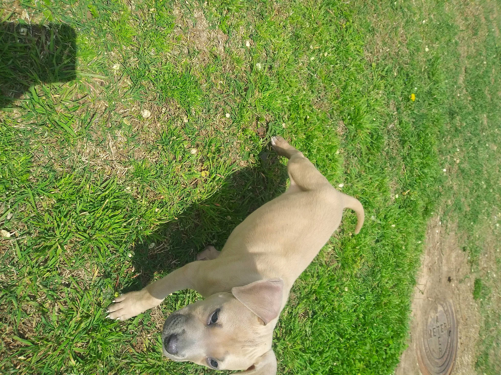 Deisel is registered to the contest to win money with this photo: black_mouth_cur, boerboel, canidae, carnivore, dog, dog_breed, fawn, grass, labrador_retriever, sporting_group, tail, weimaraner, wildlife