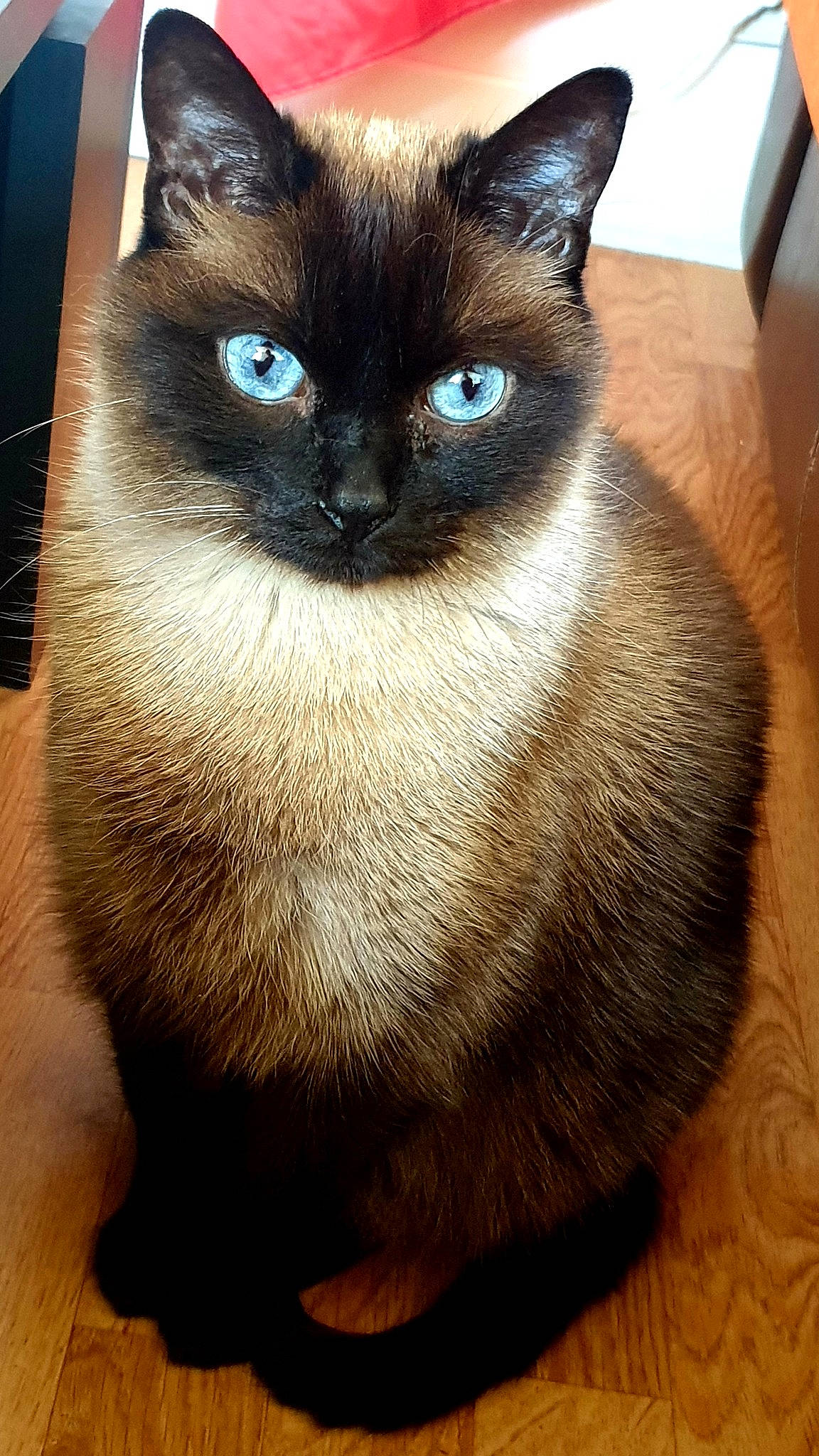 Flocon participe au concours pour gagner de l'argent avec cette photo : asian, balinese, birman, burmese, carnivore, cat, colorpoint_shorthair, eye, felidae, himalayan, mammal, ojos_azules, siamese, small_to_medium_sized_cats, snout, snowshoe, thai, tonkinese, vertebrate, whiskers