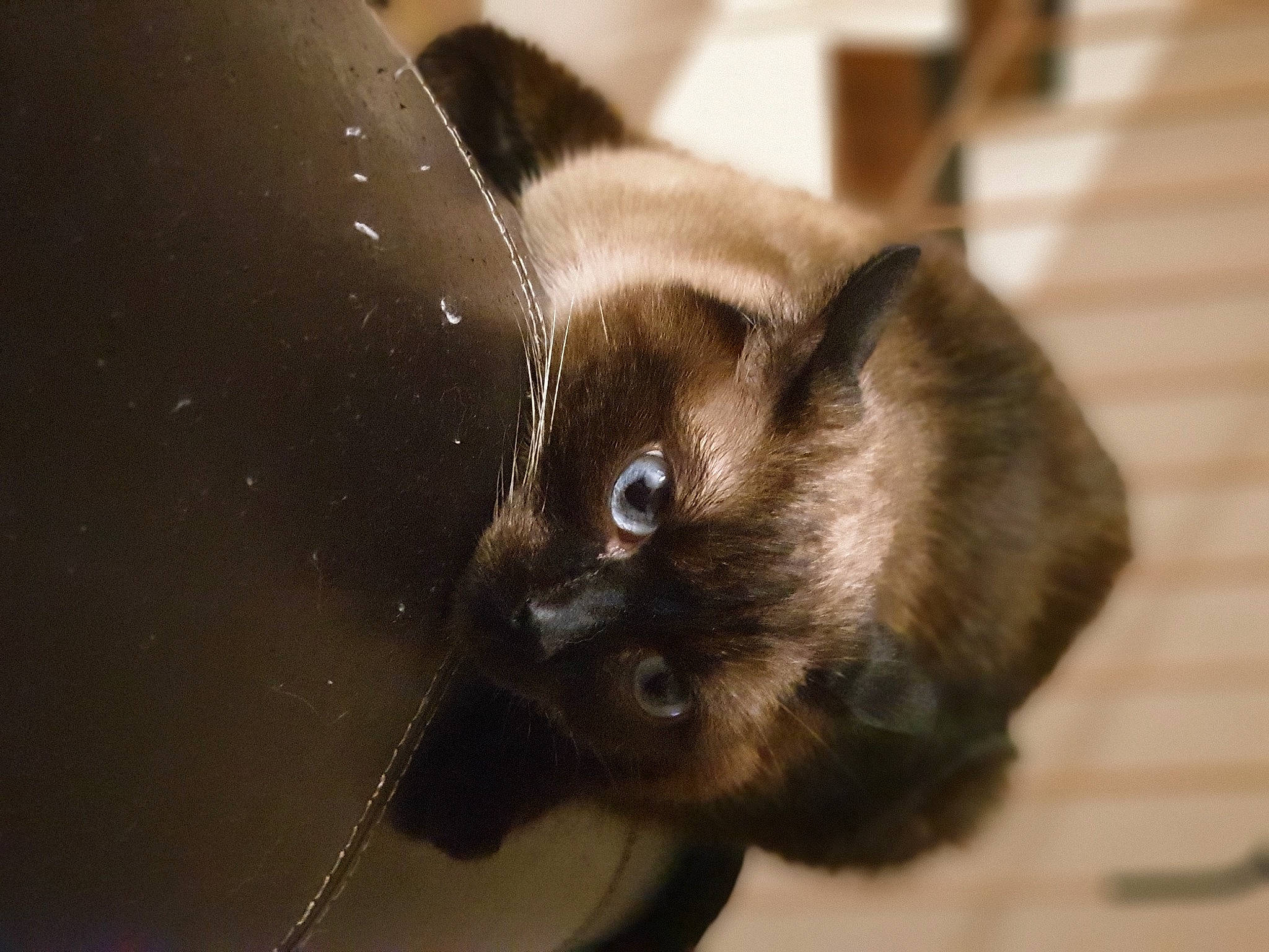 Flocon participe au concours pour gagner de l'argent avec cette photo : balinese, birman, burmese, carnivore, cat, ear, eye, fawn, felidae, fur, himalayan, mammal, siamese, small_to_medium_sized_cats, snout, snowshoe, thai, tonkinese, vertebrate, whiskers