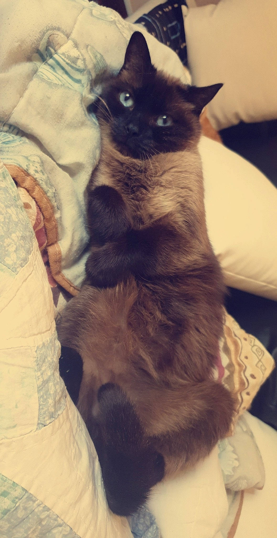 Flocon participe au concours pour gagner de l'argent avec cette photo : asian, balinese, black_cat, burmese, carnivore, cat, felidae, german_rex, javanese, kitten, korat, mammal, nebelung, small_to_medium_sized_cats, snout, tail, thai, tonkinese, vertebrate, whiskers