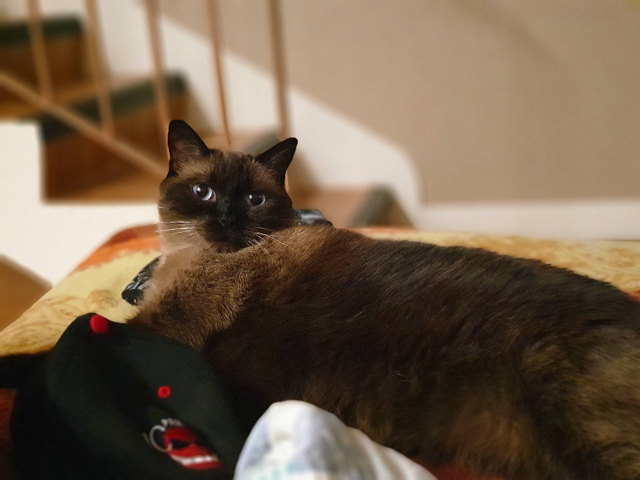 Flocon participe au concours pour gagner de l'argent avec cette photo : asian, black_cat, burmese, carnivore, cat, domestic_short_haired_cat, fawn, felidae, mammal, small_to_medium_sized_cats, snout, snowshoe, thai, tonkinese, whiskers