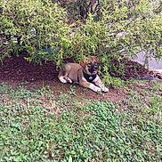 Ace is registered to the contest to win money with this photo: animal, bush, canine, cute, dog, earth, fur, garden, grass, happy, leaf, nature, outdoor, pet, playful, puppy, resting, shade, summer, young_dog