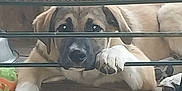 Ace is registered to the contest to win money with this photo: animal, black_nose, brown_fur, cage, canine, closeup, cute, dog, ears, fence, home, looking, metal_bars, outdoor, paw, pet, resting, waiting, wooden_floor, young_dog