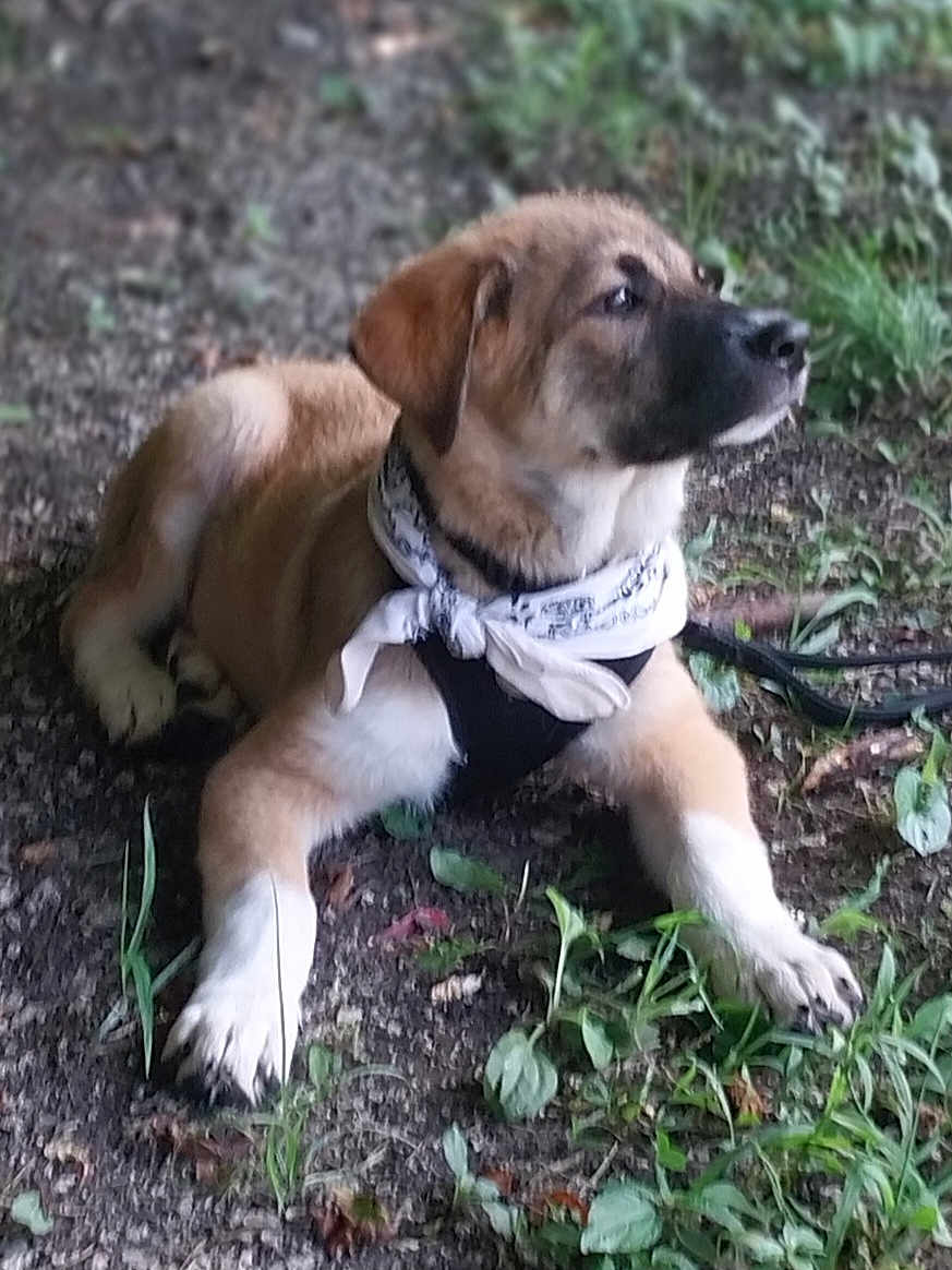 Ace