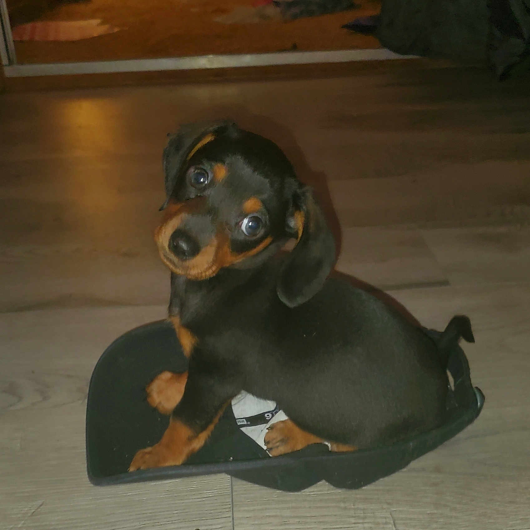 Augustus Aka Gus Gus is registered to the contest to win money with this photo: adorable, animal, black, cute, dog, domestic_animal, dustpan, ears, eyes, floor, indoor, looking_up, pet, puppy, sitting, small, snout, tan, wooden_floor, young