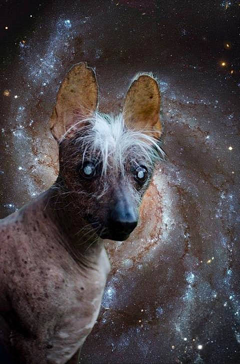 Deezal is registered to the contest to win money with this photo: american_hairless_terrier, canidae, carnivore, chinese_crested_dog, dog, dog_breed, fawn, mexican_hairless_dog, peruvian_hairless_dog, street_dog, whippet