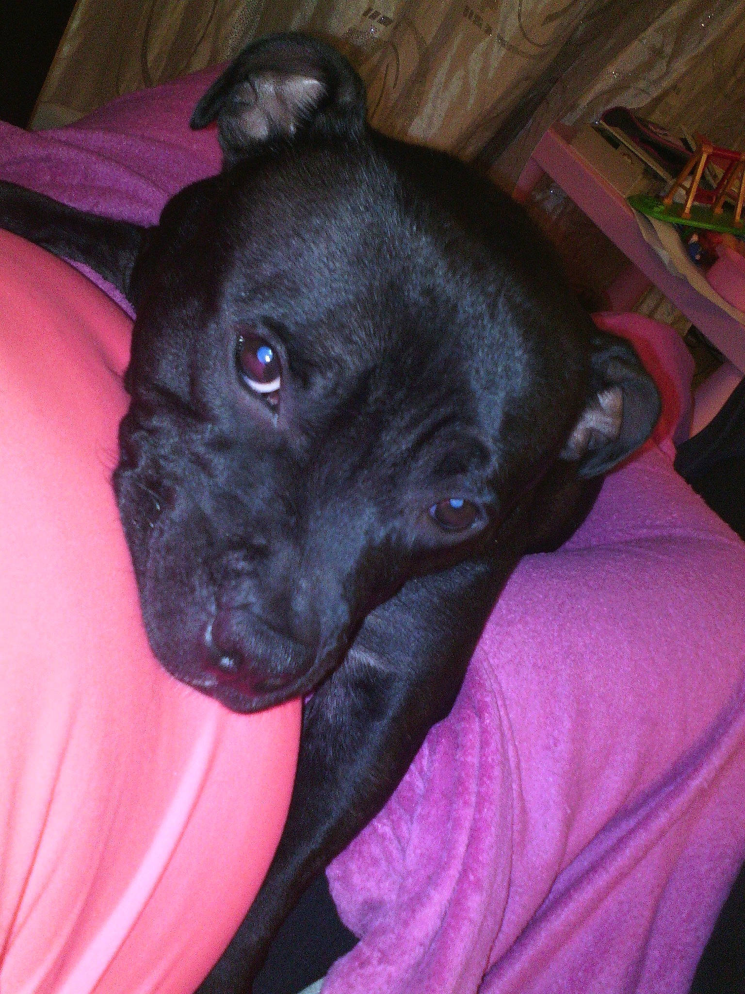 Nawa participe au concours pour gagner de l'argent avec cette photo : american_pit_bull_terrier, bandog, beagador, cane_corso, canidae, carnivore, companion_dog, dog, dog_breed, fawn, guard_dog, mammal, non_sporting_group, nose, puppy, snout, sporting_group, staffordshire_bull_terrier, vertebrate