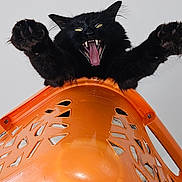 Corleone a rejoint le concours — aidez-le/la à gagner de superbes lots ! animal, black_cat, cat, claws, dominating, ears, feline, funny, fur, household, indoor, laundry_basket, looking_down, mouth_open, orange, pet, playful, whiskers, wooden_furniture, yawning