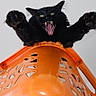 animal, black_cat, cat, claws, dominating, ears, feline, funny, fur, household, indoor, laundry_basket, looking_down, mouth_open, orange, pet, playful, whiskers, wooden_furniture, yawning