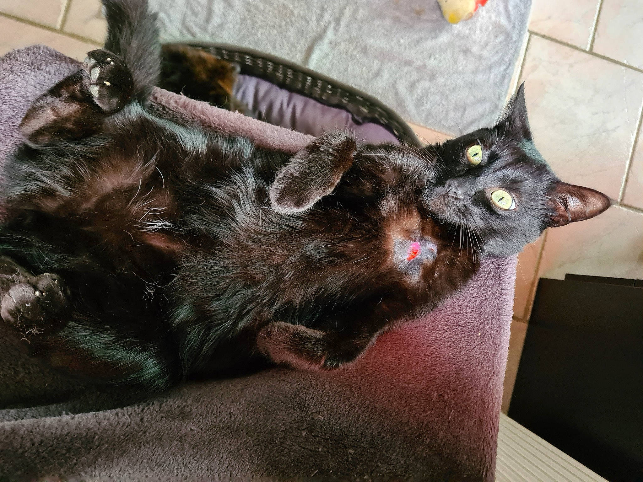 Robin participe au concours pour gagner de l'argent avec cette photo : black_cat, bombay, canidae, carnivore, cat, claw, comfort, dog_breed, domestic_short_haired_cat, ear, felidae, fur, leg, liver, paw, small_to_medium_sized_cats, snout, sporting_group, tail, whiskers