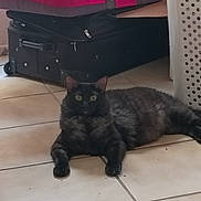 Midnight joined the competition — help win amazing prizes! cat, black_cat, pet, animal, indoor, floor, tile, luggage, suitcase, laundry_basket, curious, relaxed, feline, home, domestic, resting, fur, whiskers, ears, eyes