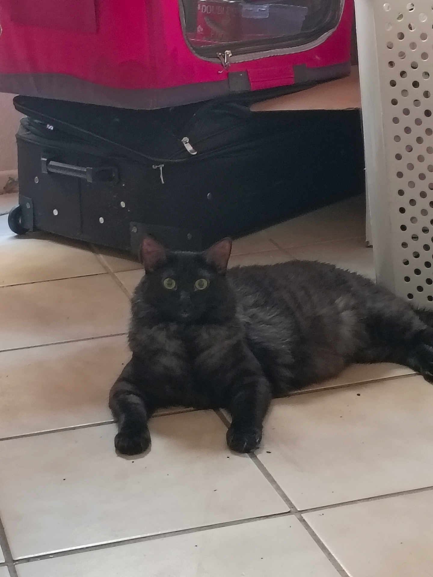 Midnight joined the competition — help win amazing prizes! cat, black_cat, pet, animal, indoor, floor, tile, luggage, suitcase, laundry_basket, curious, relaxed, feline, home, domestic, resting, fur, whiskers, ears, eyes
