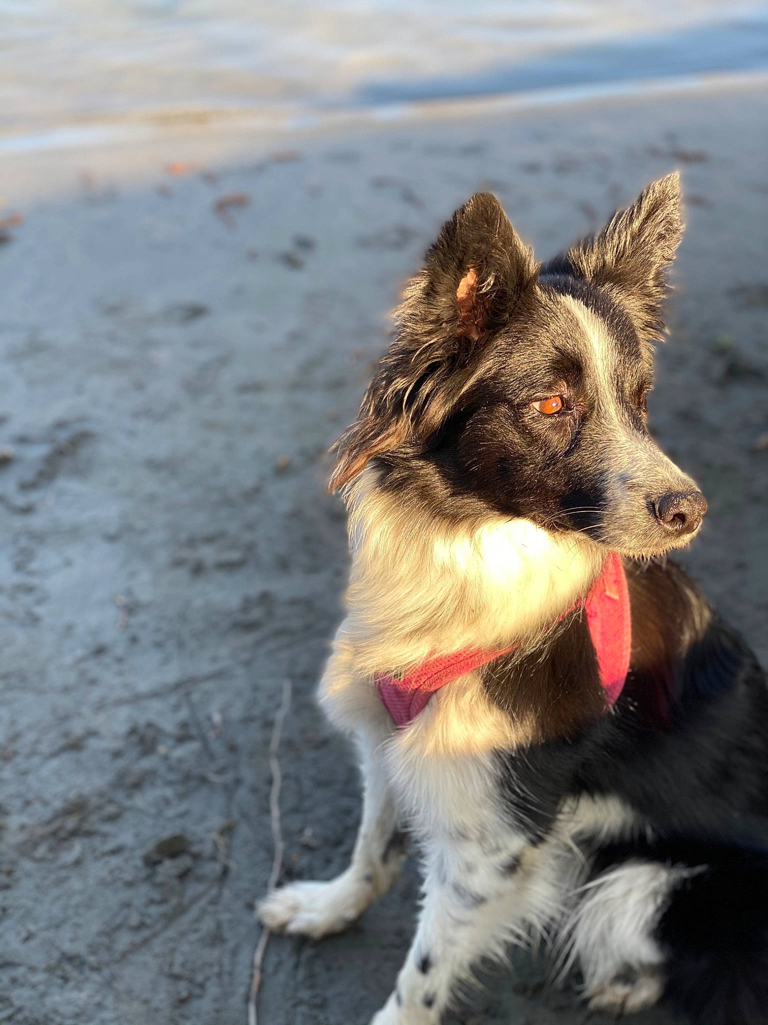 Chippy participe au concours pour gagner de l'argent avec cette photo : ancient_dog_breeds, australian_shepherd, canidae, carnivore, collar, companion_dog, dog, dog_breed, dog_collar, fur, herding_dog, leash, paw, sporting_group, tail, terrestrial_animal, water, whiskers, working_animal, working_dog