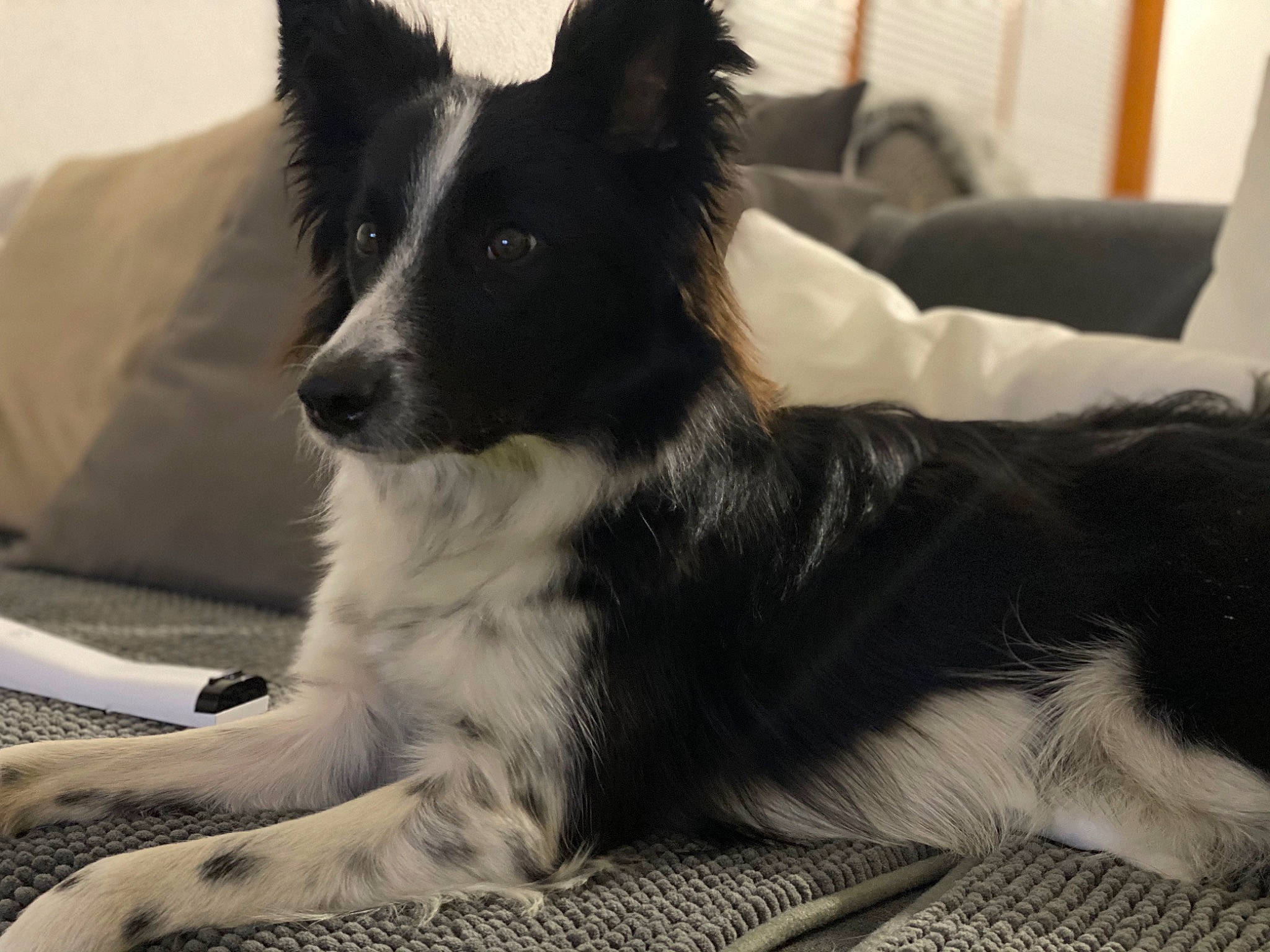 Chippy a rejoint le concours — aidez-le/la à gagner de superbes lots ! border_collie, canidae, carnivore, claw, comfort, companion_dog, couch, dog, dog_breed, fur, herding_dog, non_sporting_group, paw, puppy, sporting_group, tail, terrestrial_animal, whiskers, working_animal, working_dog