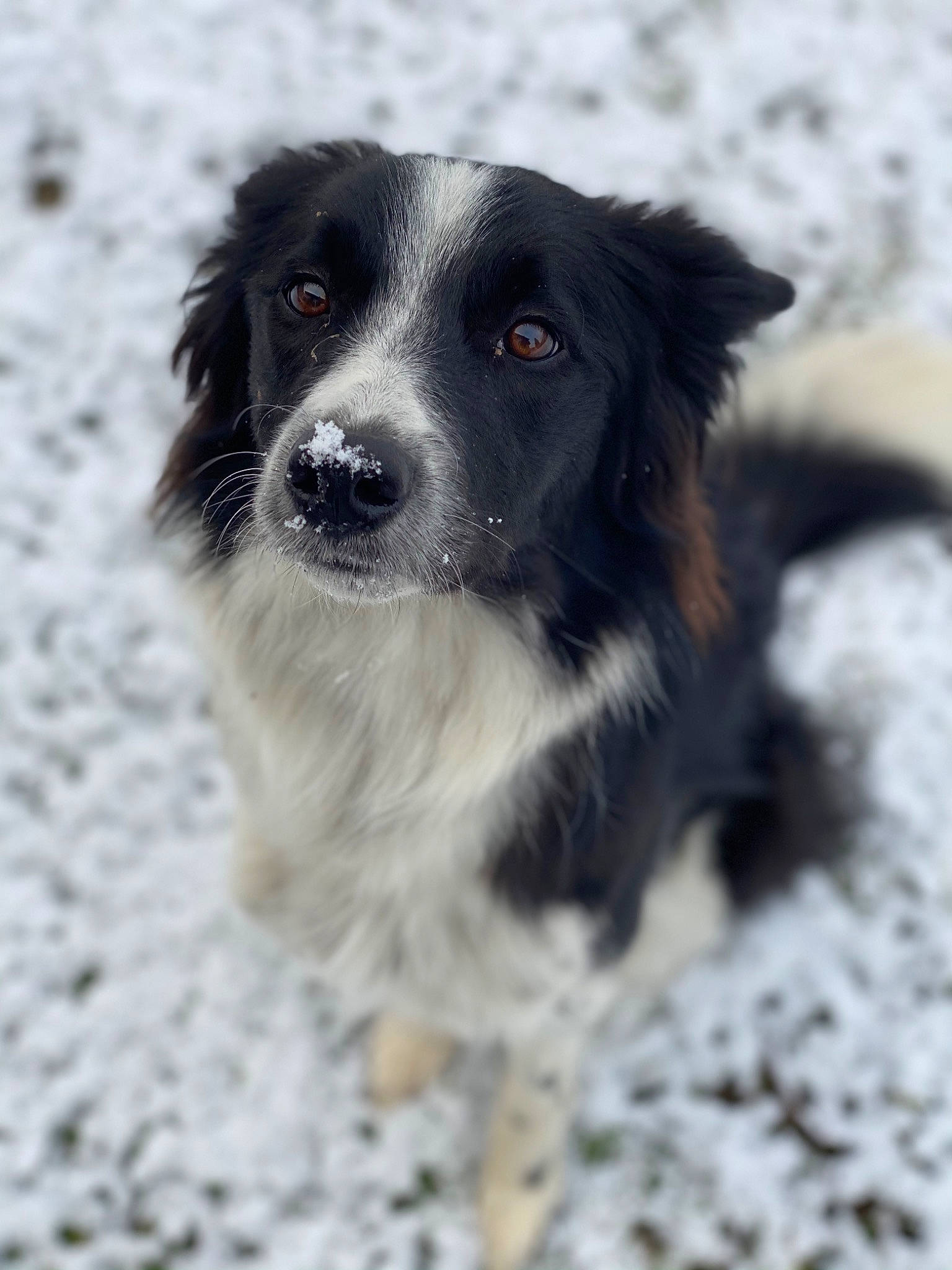Chippy participe au concours pour gagner de l'argent avec cette photo : australian_collie, australian_shepherd, border_collie, canidae, carnivore, companion_dog, dog, dog_breed, fur, herding_dog, snow, sporting_group, whiskers, winter, working_animal, working_dog