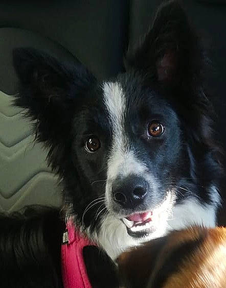 Chippy participe au concours pour gagner de l'argent avec cette photo : australian_collie, borador, border_collie, canidae, carnivore, companion_dog, dog, dog_breed, ear, fur, herding_dog, sleeper_chair, snout, sporting_group, whiskers, working_animal, working_dog