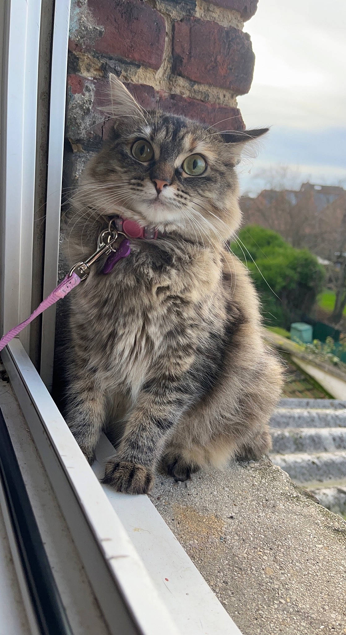 Shipie a rejoint le concours — aidez-le/la à gagner de superbes lots ! british_longhair, carnivore, cat, claw, cloud, domestic_short_haired_cat, felidae, fur, grey, plant, road_surface, sitting, sky, small_to_medium_sized_cats, snout, tail, terrestrial_animal, tree, whiskers, window